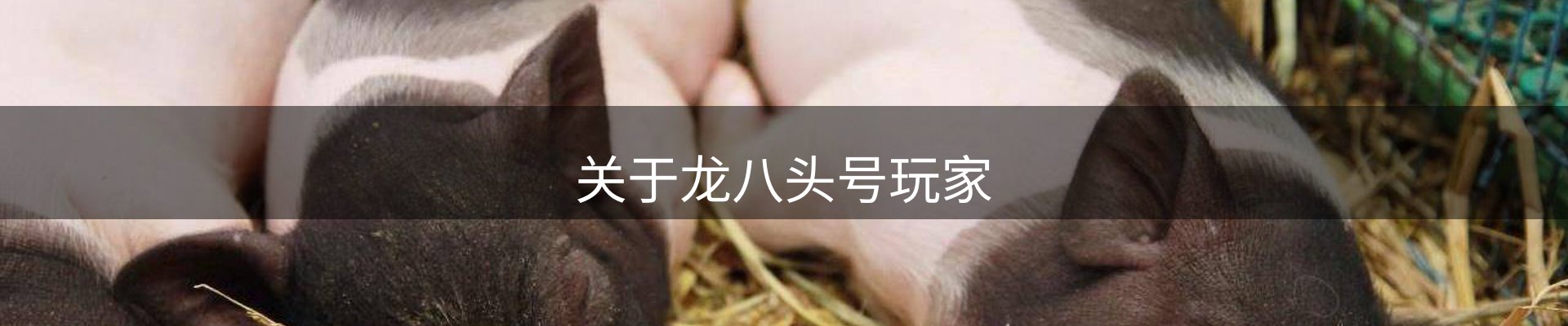 关于龙八头号玩家